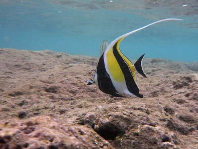 Moorish idol