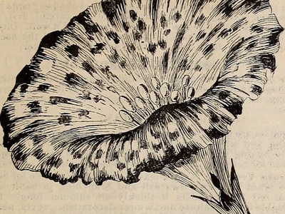 Morning Glory 'Heavenly Blue'