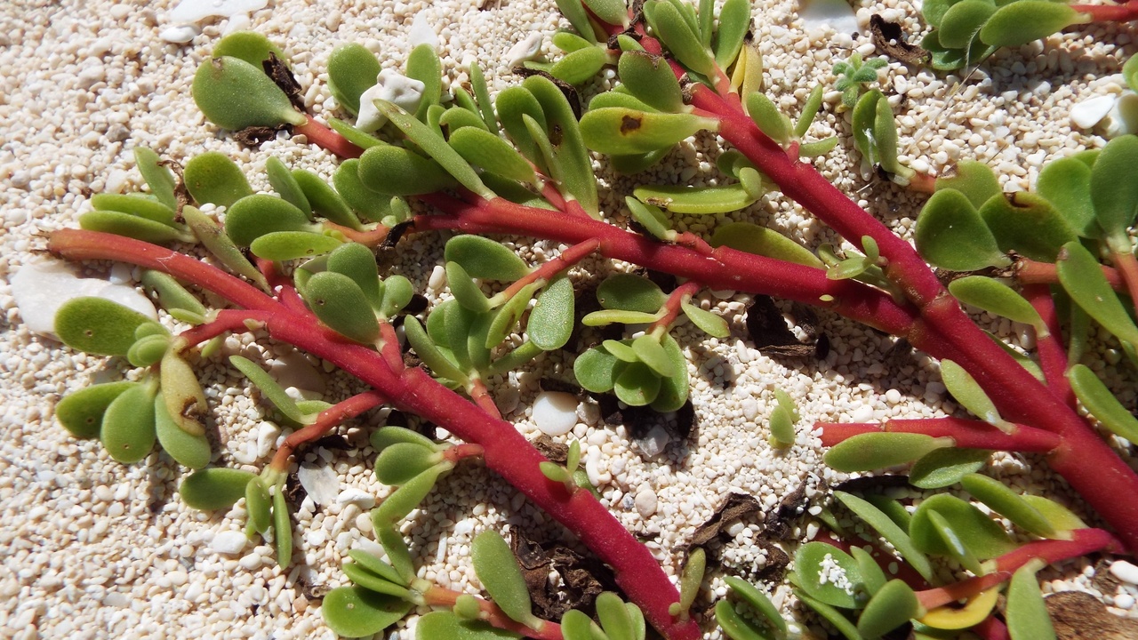 Succulent stem, spiny cactus pads, and deep tree roots showing morphological adaptations for water conservation