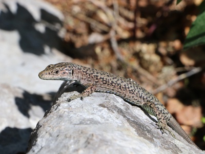 Mosor Rock Lizard