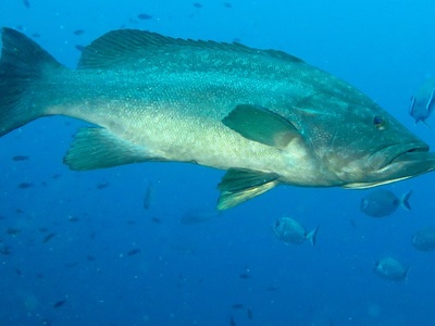 Mottled grouper