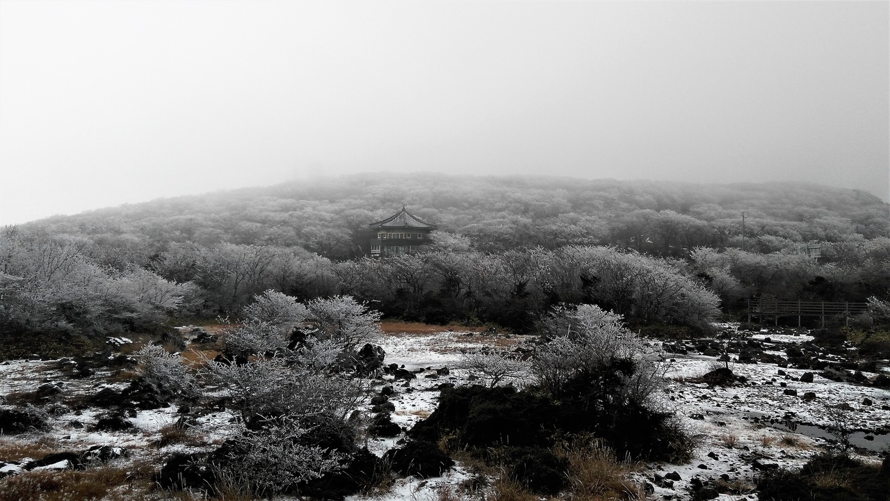 Asiatic black bear in Jirisan National Park, South Korea