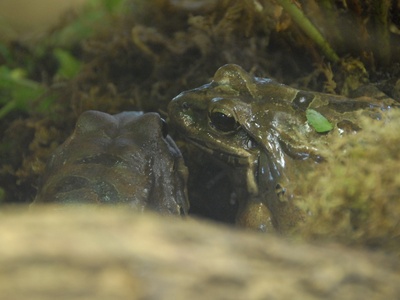 Mountain chicken frog