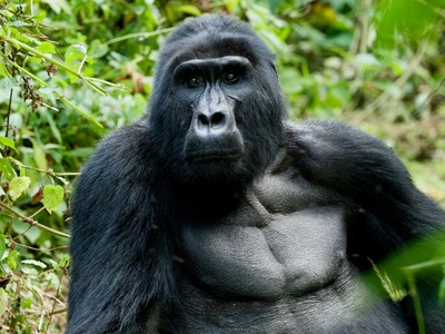 Mountain gorilla