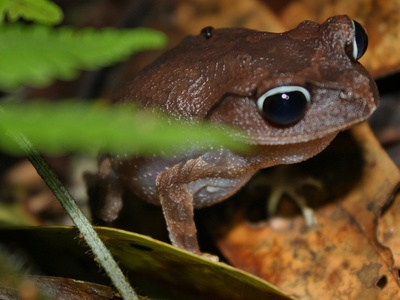 Mountain Litter Frog