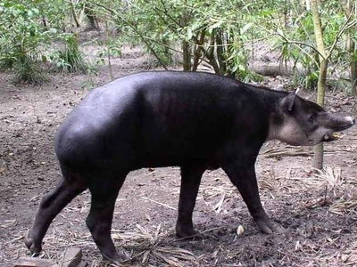 Mountain tapir