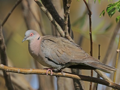Mourning Collared Dove