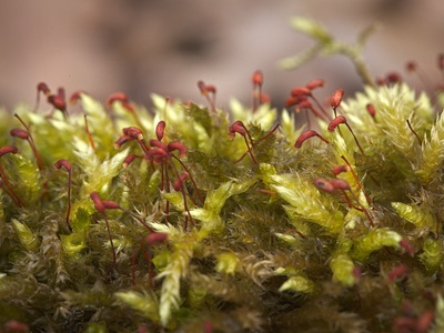Mouse‑tail moss