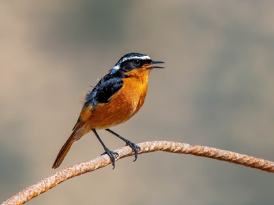 Moussier's Redstart