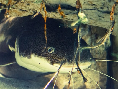 Moustache Catfish