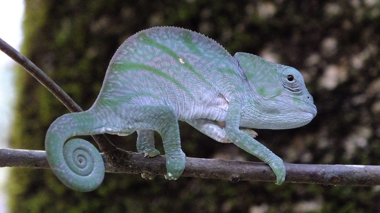 Chameleon wrapped around thin branch and iguana showing long tail