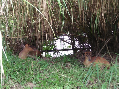 Muntjac (Indian muntjac)