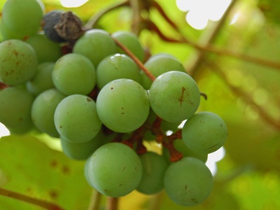 Muscadine grape