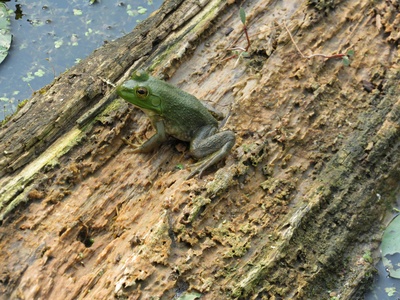Mute Treefrog