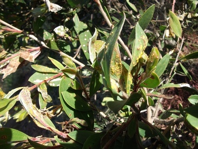 Myrtle Rust
