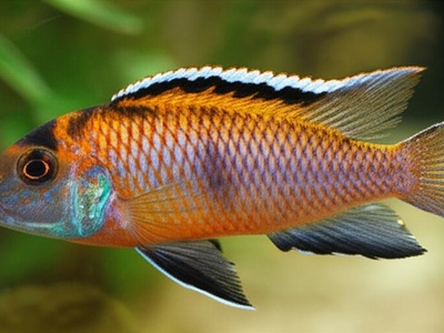 Nabugabo Cichlid