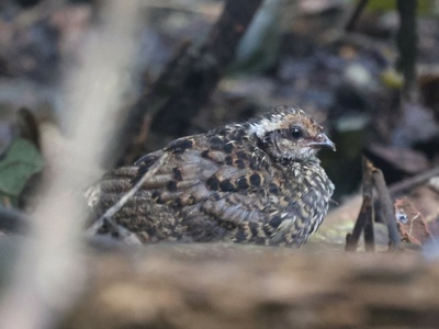 Nahan's Francolin
