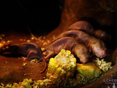 Naked mole-rat
