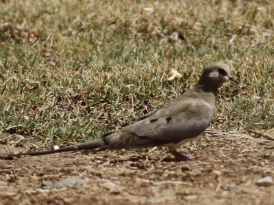 Namaqua Dove