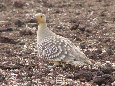 Namaqua Sandgrouse