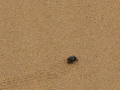 Namib Desert beetle