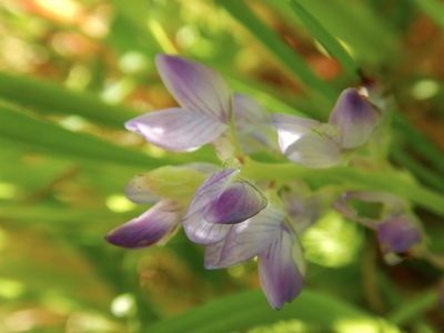 Narrow-leaved Lupin