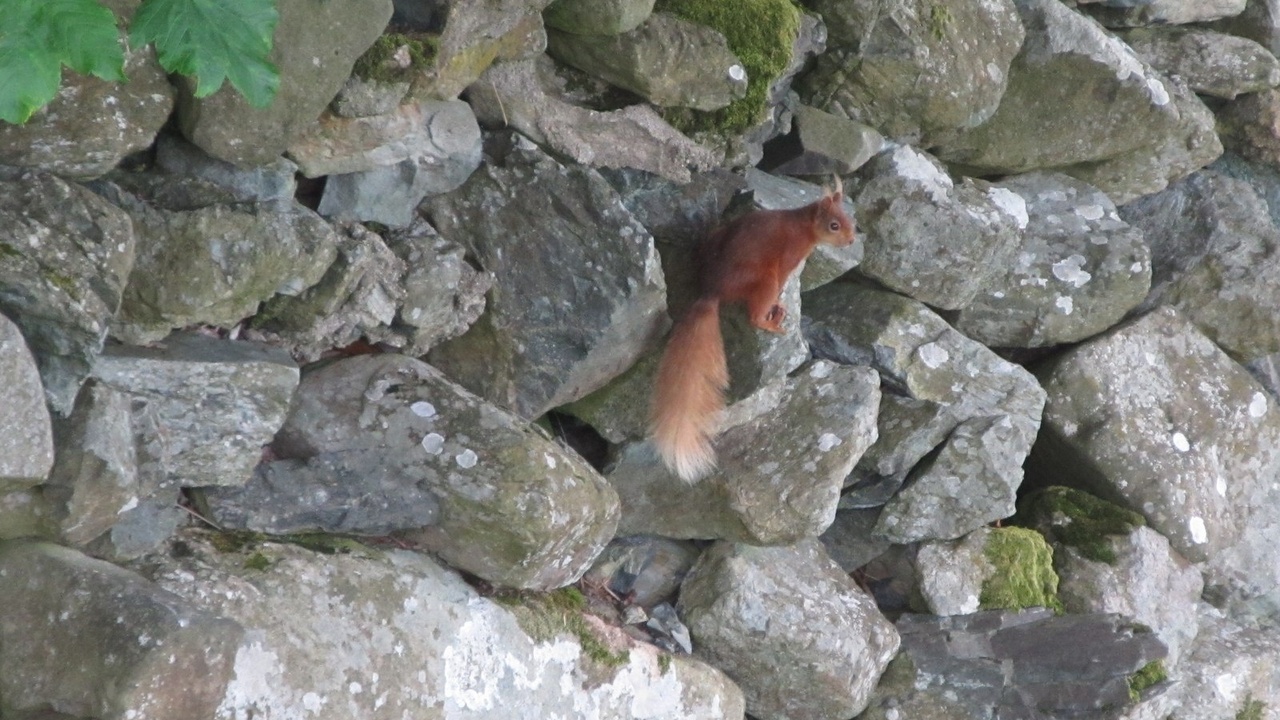 Red squirrel and pine marten habitat in Northern Ireland woodlands