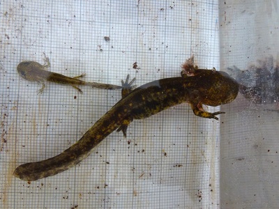 Near Eastern Fire Salamander