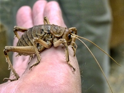 New Zealand giant weta