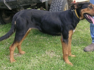 New Zealand Huntaway