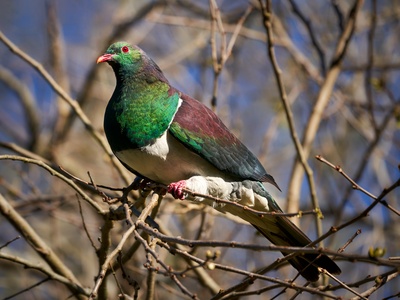 New Zealand pigeon (Kereru)