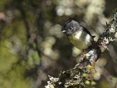 New Zealand tomtit