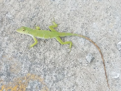 Nicaraguan Anole