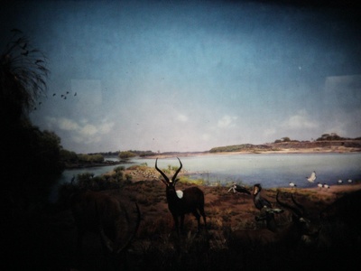 Nile lechwe
