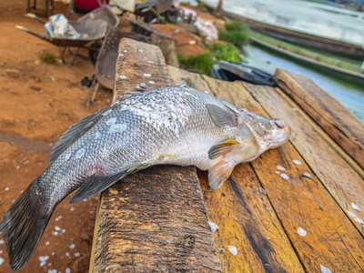 Nile Perch