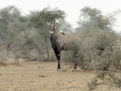 Nilgai