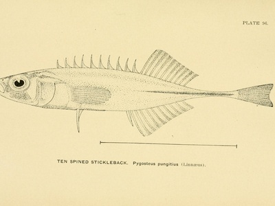 Nine-spined Stickleback