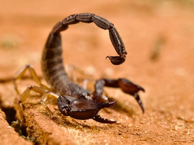 North American desert scorpion genus