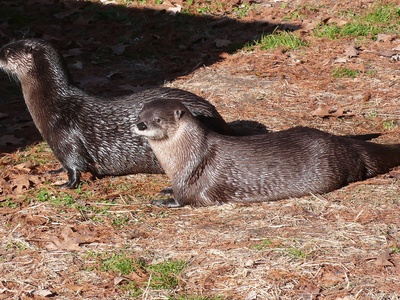 North American river otter
