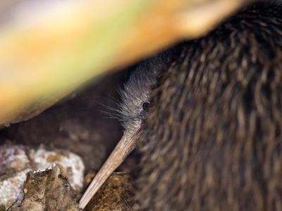 North Island brown kiwi