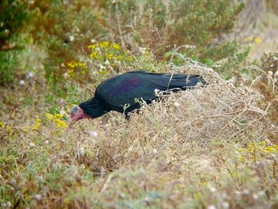 Northern Bald Ibis