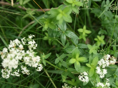 Northern Bedstraw