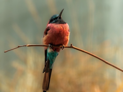 Northern Carmine Bee-eater
