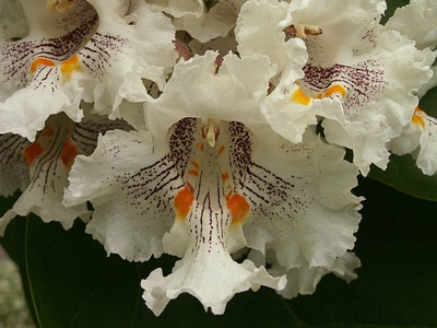 Northern Catalpa