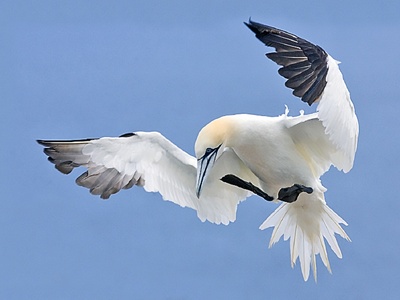 Northern Gannet
