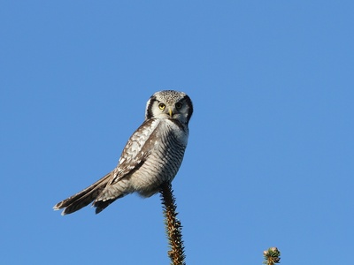 Northern Hawk-Owl