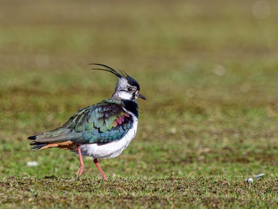 Northern Lapwing