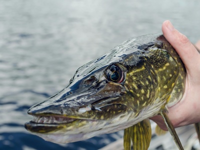 Northern Pike
