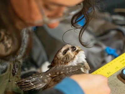 Northern Saw-whet Owl