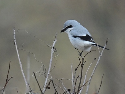 Northern Shrike